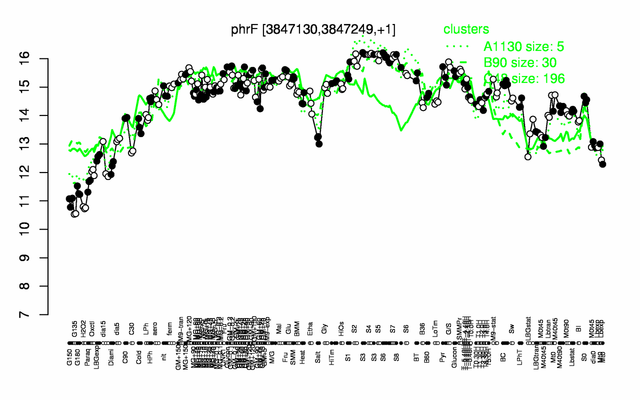 PhrF expression.png