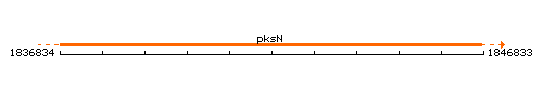 PksN context.gif