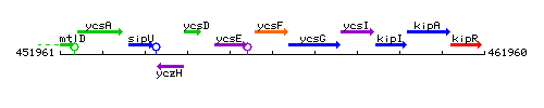 YcsF context.gif