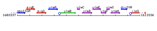 YlmC context.gif