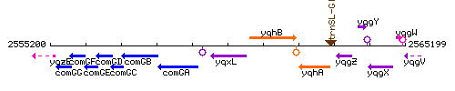 YqxL context.gif