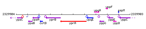 YprA context.gif