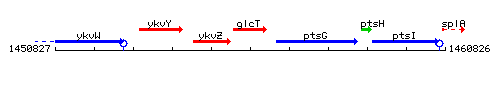 GlcT context.gif