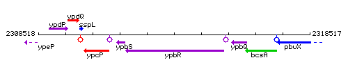 YpbR context.gif