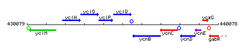 YclQ context.gif