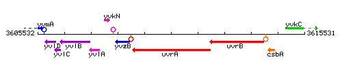 UvrA context.gif