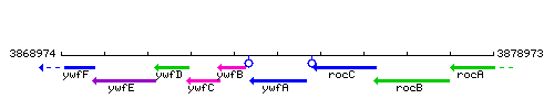 YwfA context.gif