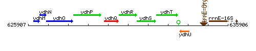 YdhR context.gif