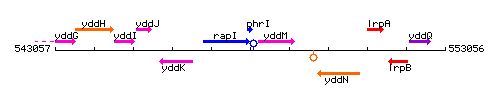 PhrI context.gif