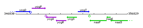 YcgS context.gif