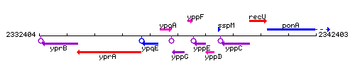 YppG context.gif