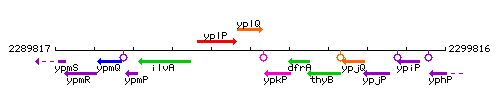 YplQ context.gif