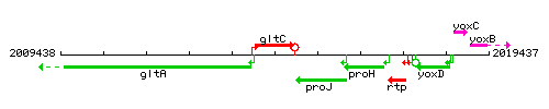 GltC context.gif