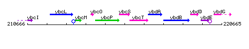 YbcS context.gif