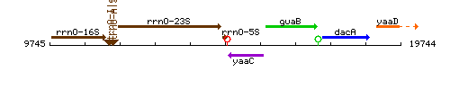 RrnO-5S context.gif