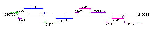 YbeF context.gif