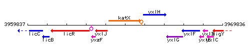 KatX context.gif