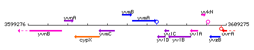 YvmB context.gif