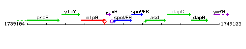 SpoVFA context.gif