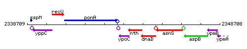 YpoC context.gif