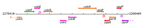 YokB context.gif