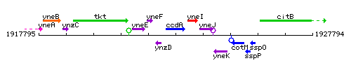 CcdA context.gif