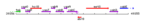 YabC context.gif