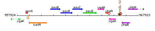 SsuC context.gif