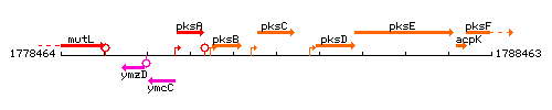 PksC context.gif