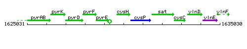 CysH context.gif