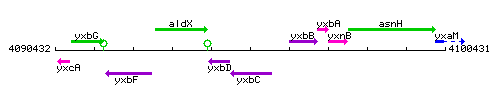 YxbC context.gif