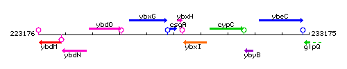 CsgA context.gif