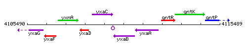 YxaB context.gif