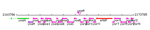 YosB context.gif