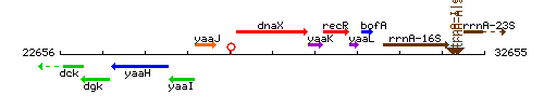 DnaX context.gif