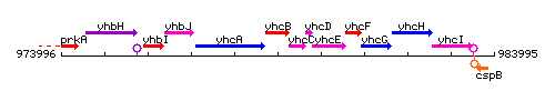 YhcB context.gif