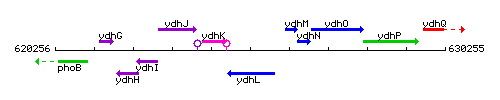 YdhL context.gif