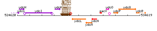 YdcL context.gif