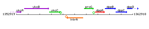 HtrA context.gif