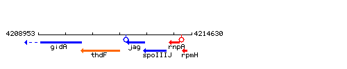 RnpA context.gif