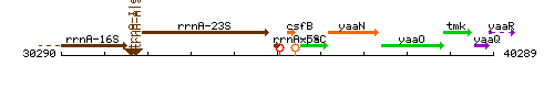 RrnA-5S context.gif