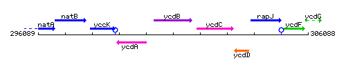 YcdB context.gif