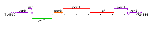 PcrA context.gif