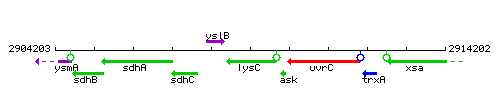 LysC context.gif