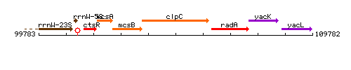 ClpC context.gif