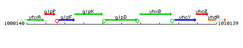 GlpD context.gif