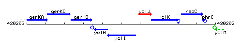 YclI context.gif